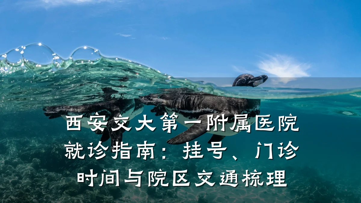 西安交大第一附属医院就诊指南：挂号、门诊时间与院区交通梳理