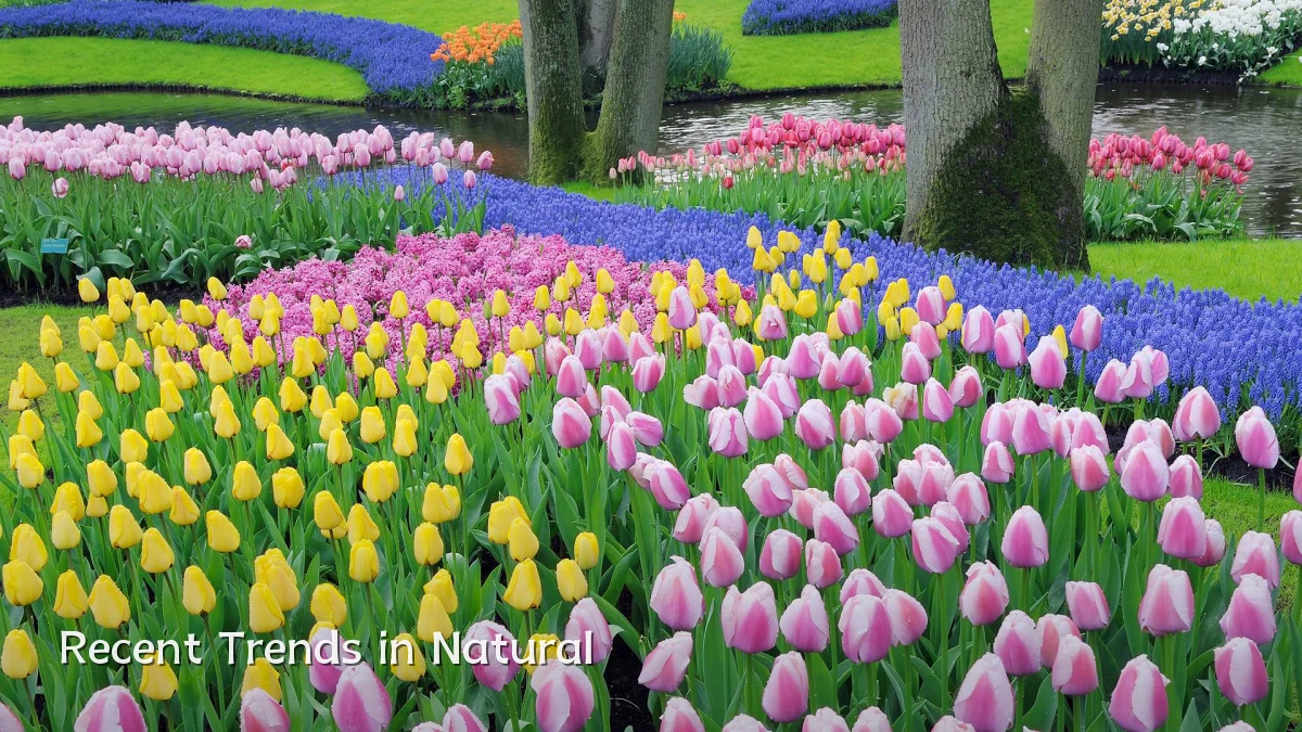 Recent Trends in Natural