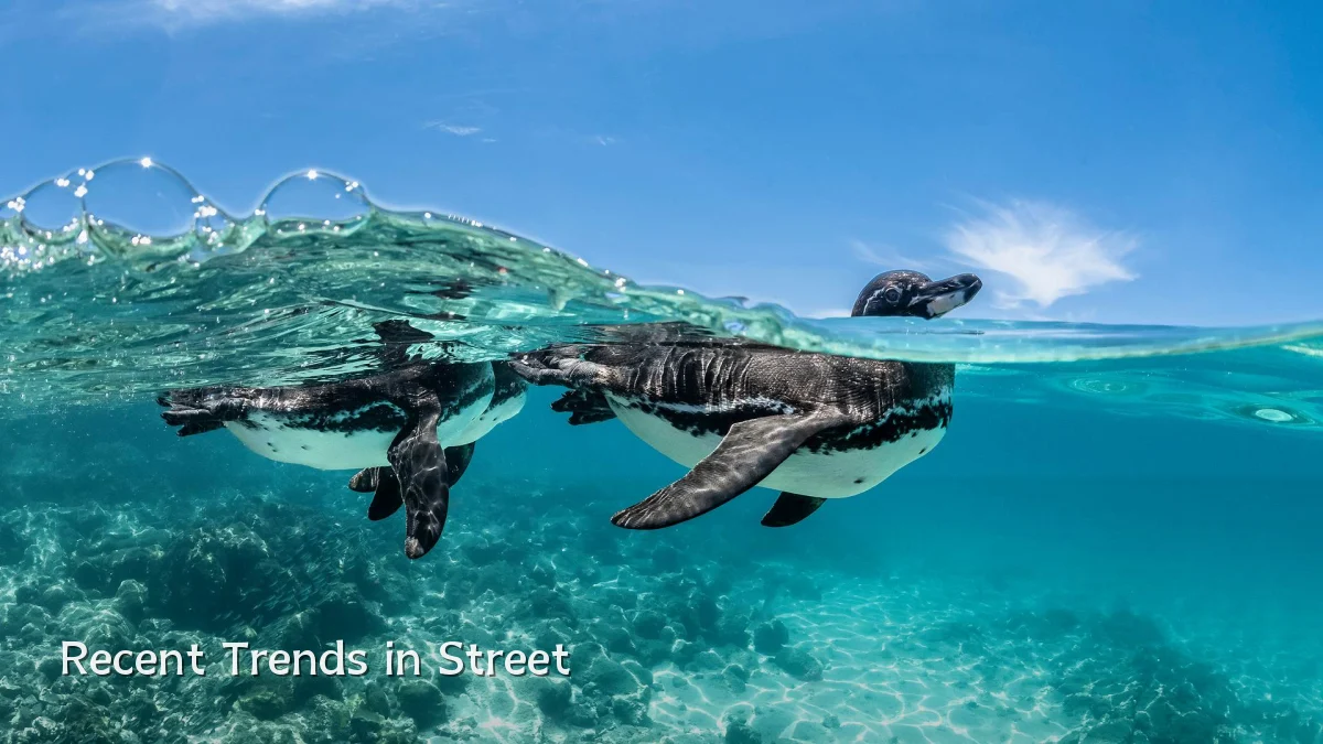 Recent Trends in Street